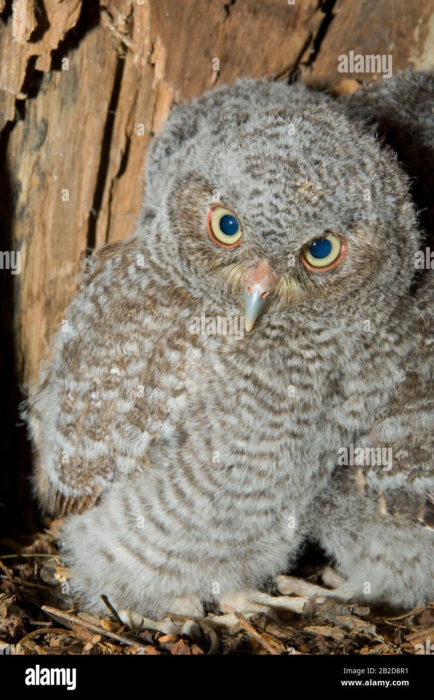 Eastern Screech Owl Babies, Owlets (Otus asio) Inside Tree Cavity, Nest, E USA, von Bill Lea/Dembinsky Photo Assoc Stockfoto