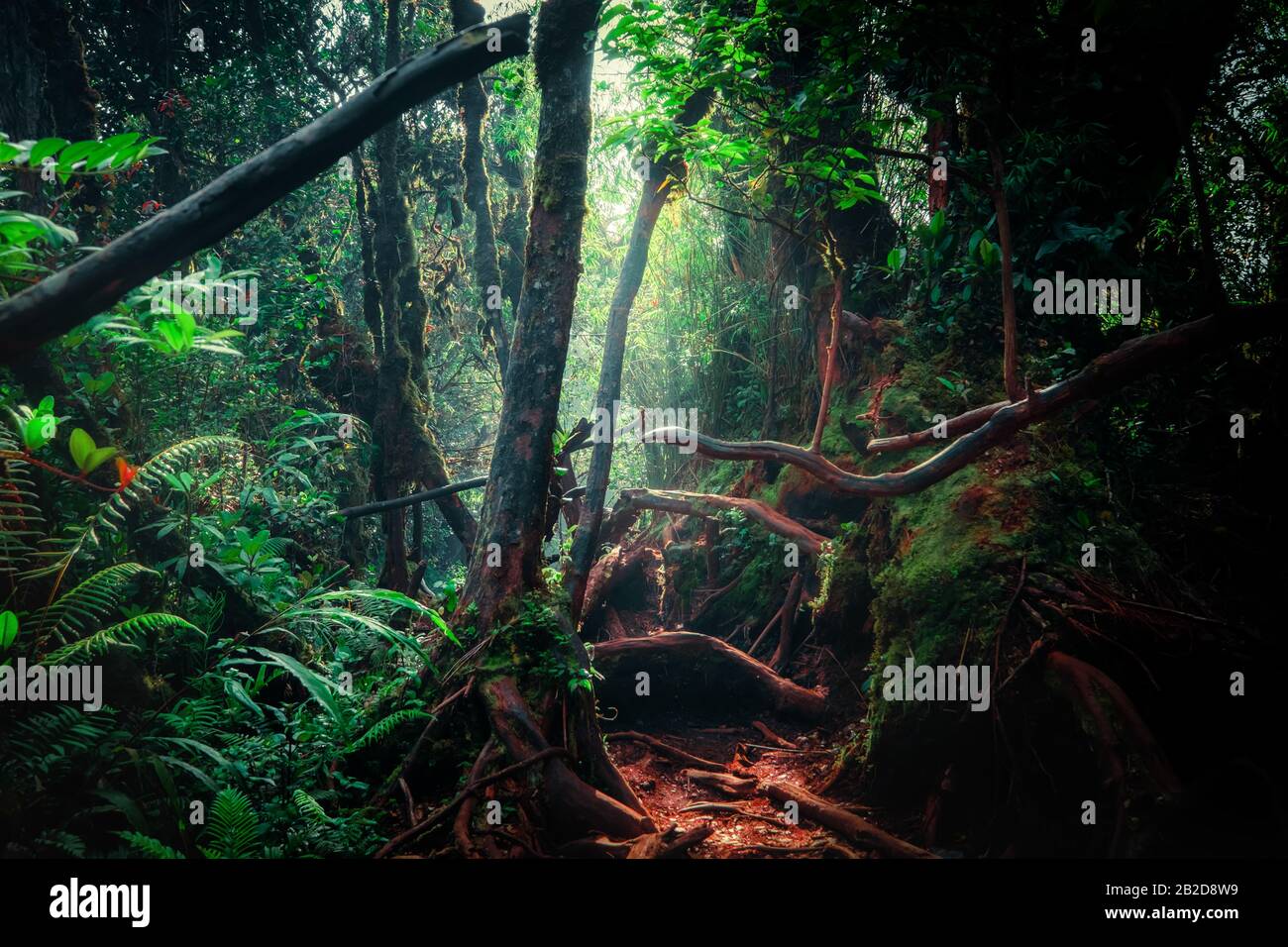 Fantasy mystischen tropischen moosigen Wald mit erstaunlichen Dschungel Pflanzen und Blumen. Natur Landschaft für die mysteriösen Hintergrund Stockfoto