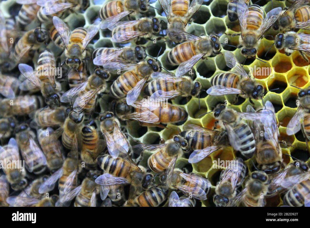 Königin und ihre Arbeiter packten Pollen und kümmerten sich um Eier und Larve auf einem Rahmen Stockfoto