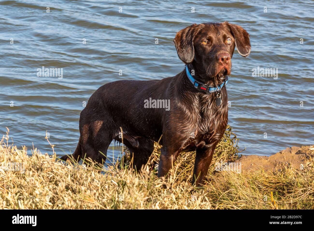 Ein Labrador und ein Druckerspaniel kreuzen Springador- oder Labradingerhund, der auf gut ausgebildete und aufmerksam ausgebildete Bestellungen wartet. Stockfoto
