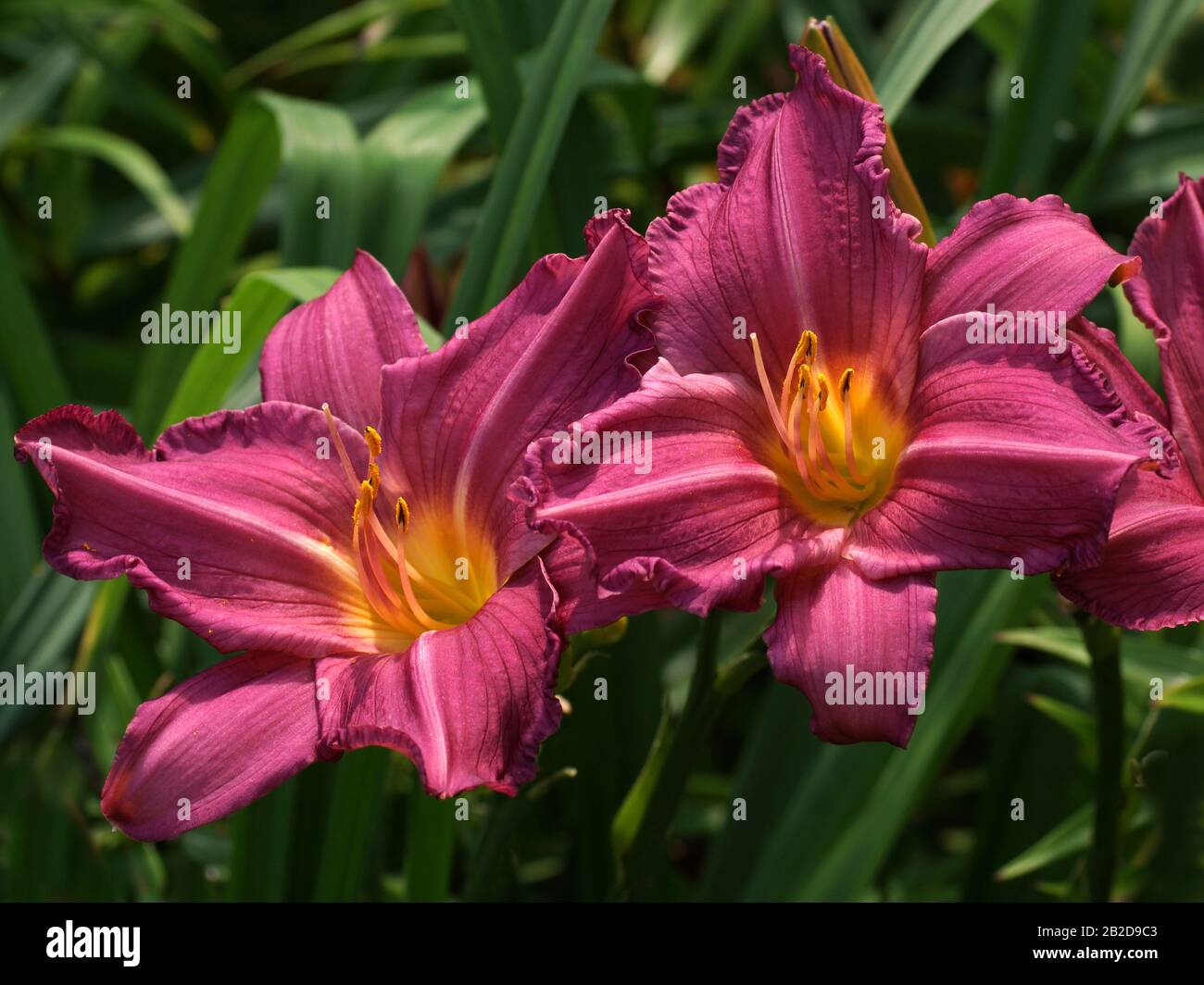 Rosa Blumen Hemerocallis Sommerwein. Im Sommer blühen Taglilien. Stockfoto