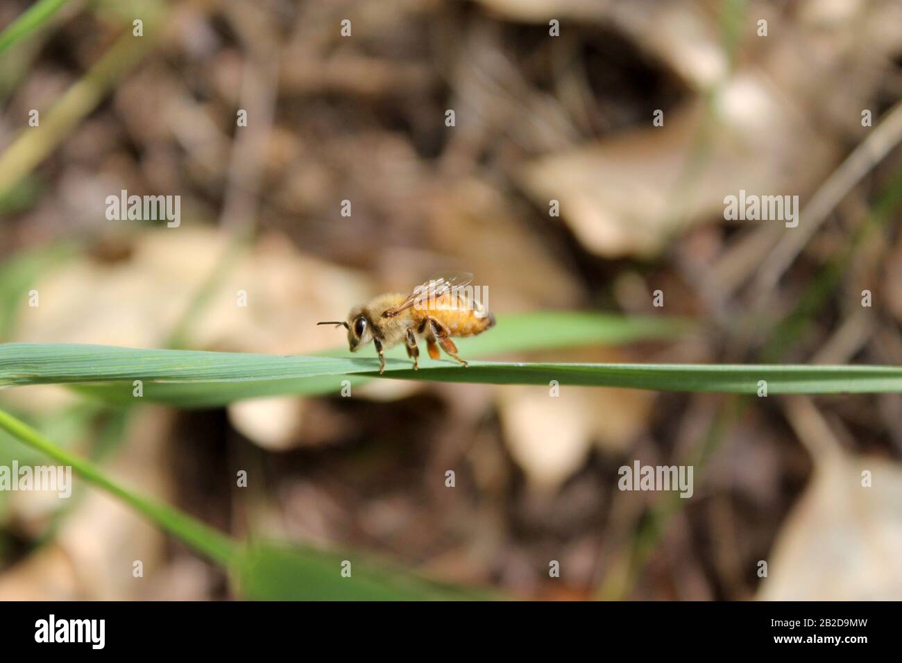 Arbeiter Honigbiene, die an einem Grashalm neben dem Bienenstock hängt Stockfoto