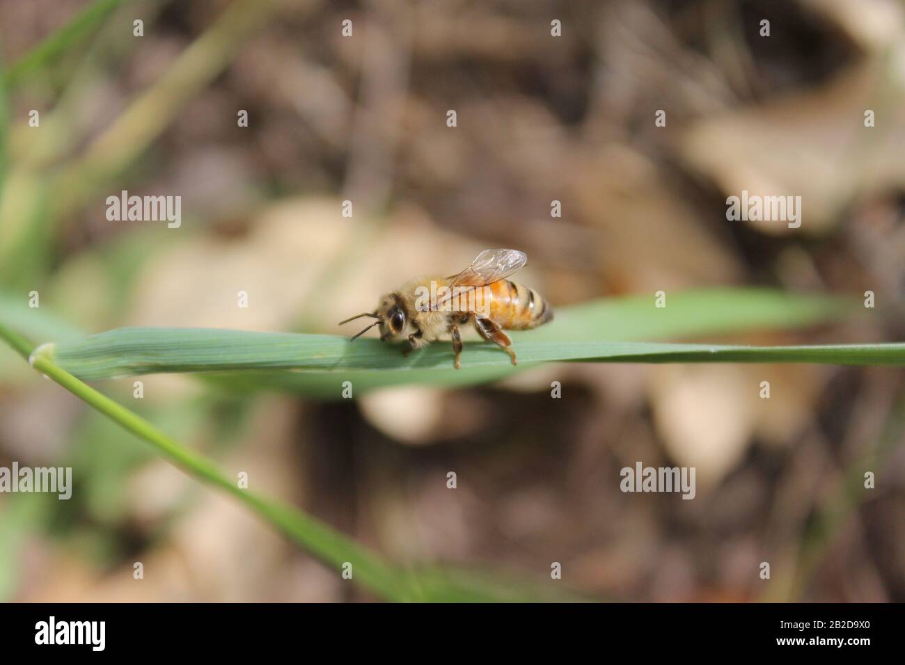 Arbeiter Honigbiene, die an einem Grashalm neben dem Bienenstock hängt Stockfoto