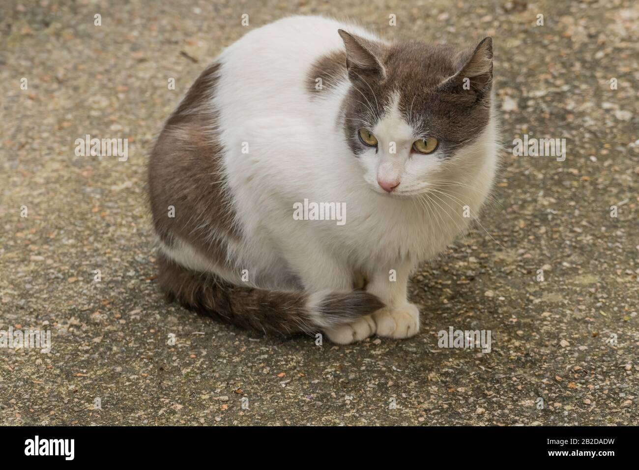 Hauskatze im Freien mit Blick auf Tageslicht und Nahaufnahme Stockfoto