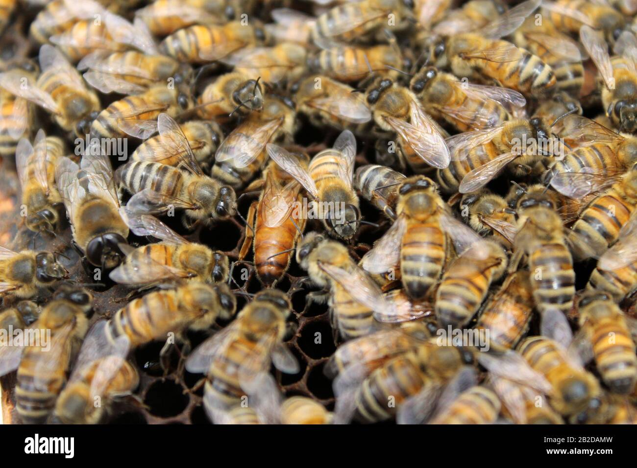 Bienen auf Brutrahmen, die sich zu Eiern und Larve tendieren Stockfoto