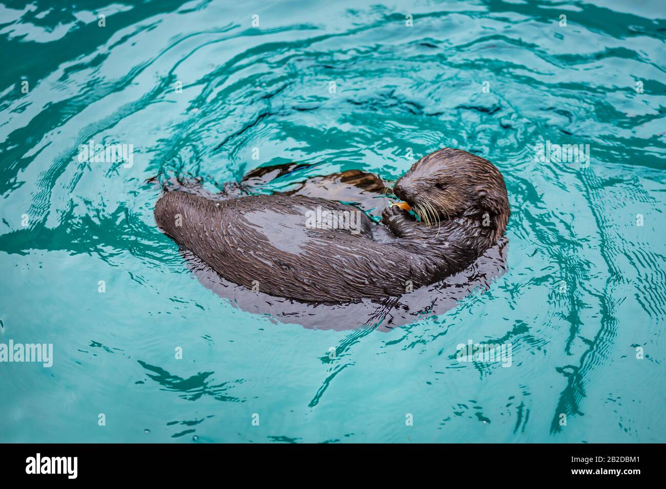 Fütterungszeit für Seeotter im Zoo von Oregon Stockfoto