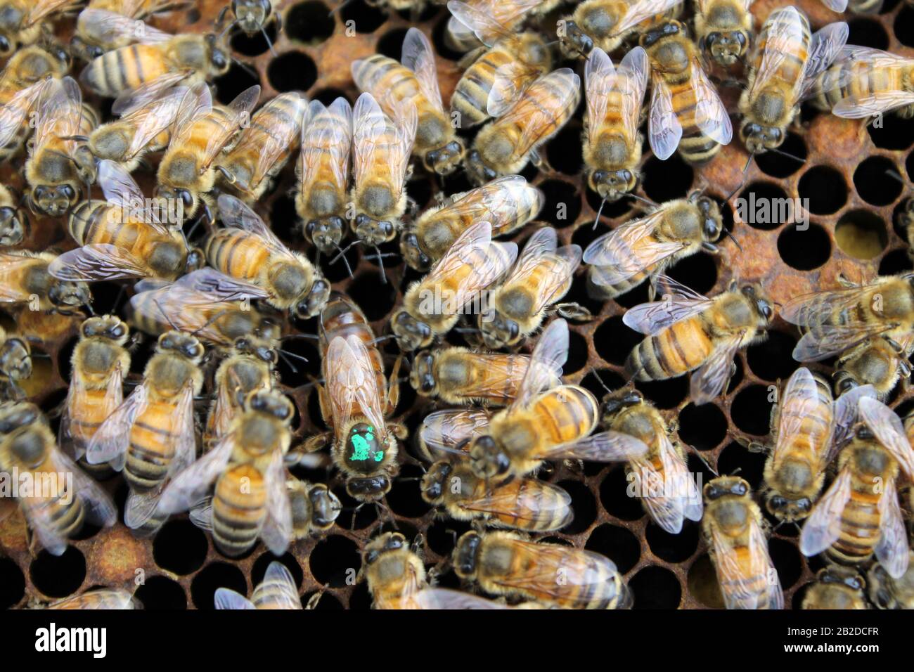 Bienen auf Brutrahmen, die sich zu Eiern und Larve tendieren Stockfoto