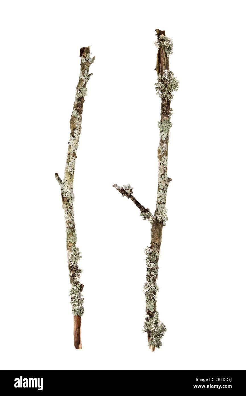 Alte Flechten bedeckte Zweige auf weißem Grund. Stockfoto
