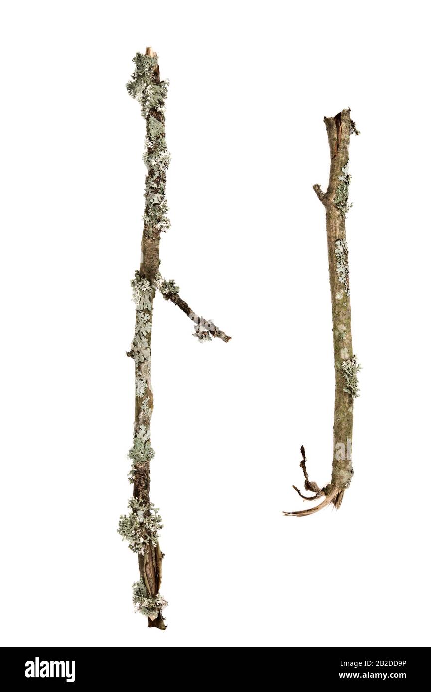 Alte Flechten bedeckte Zweige auf weißem Grund. Stockfoto