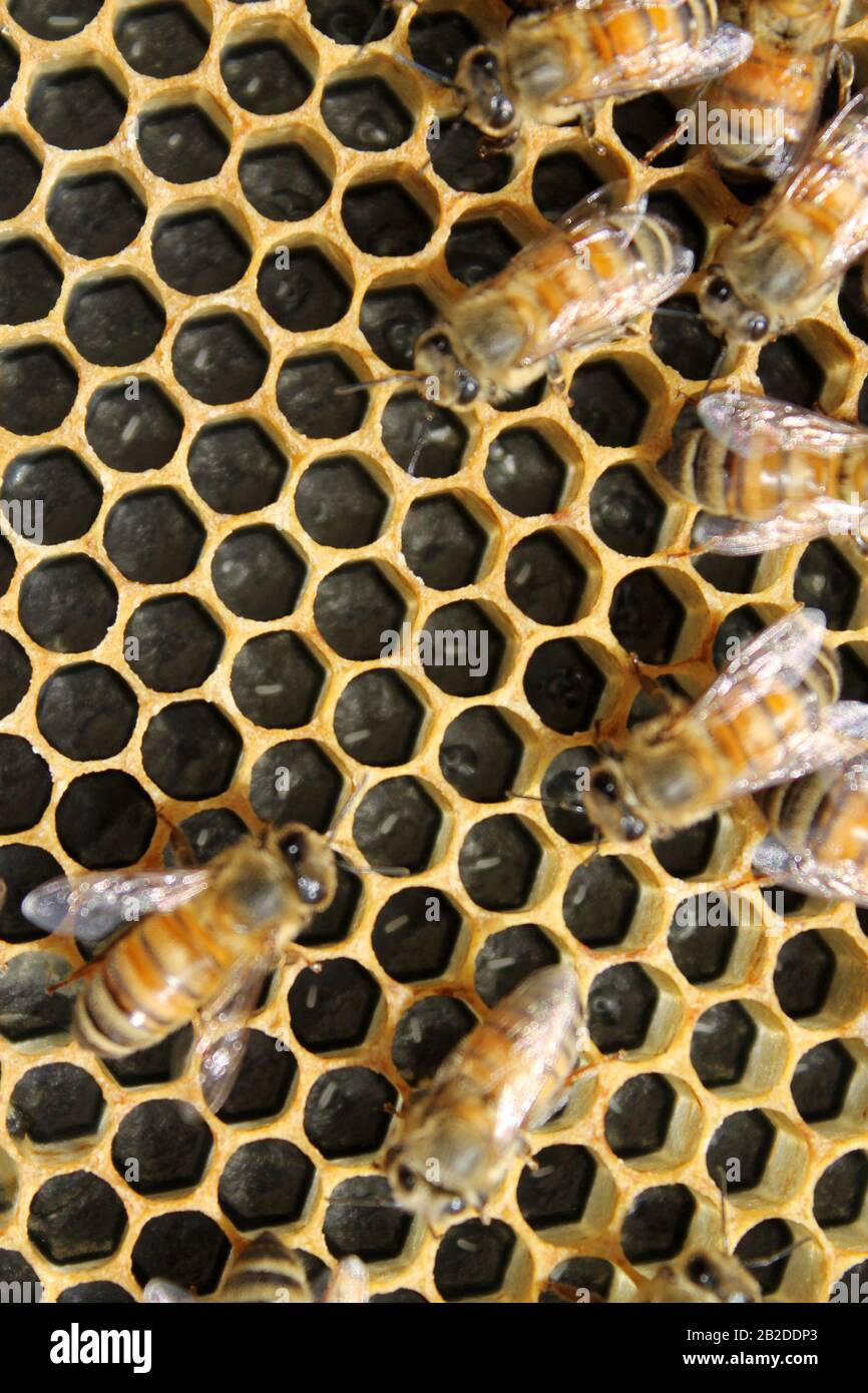 Bienen auf Brutrahmen, die sich zu Eiern und Larve tendieren Stockfoto