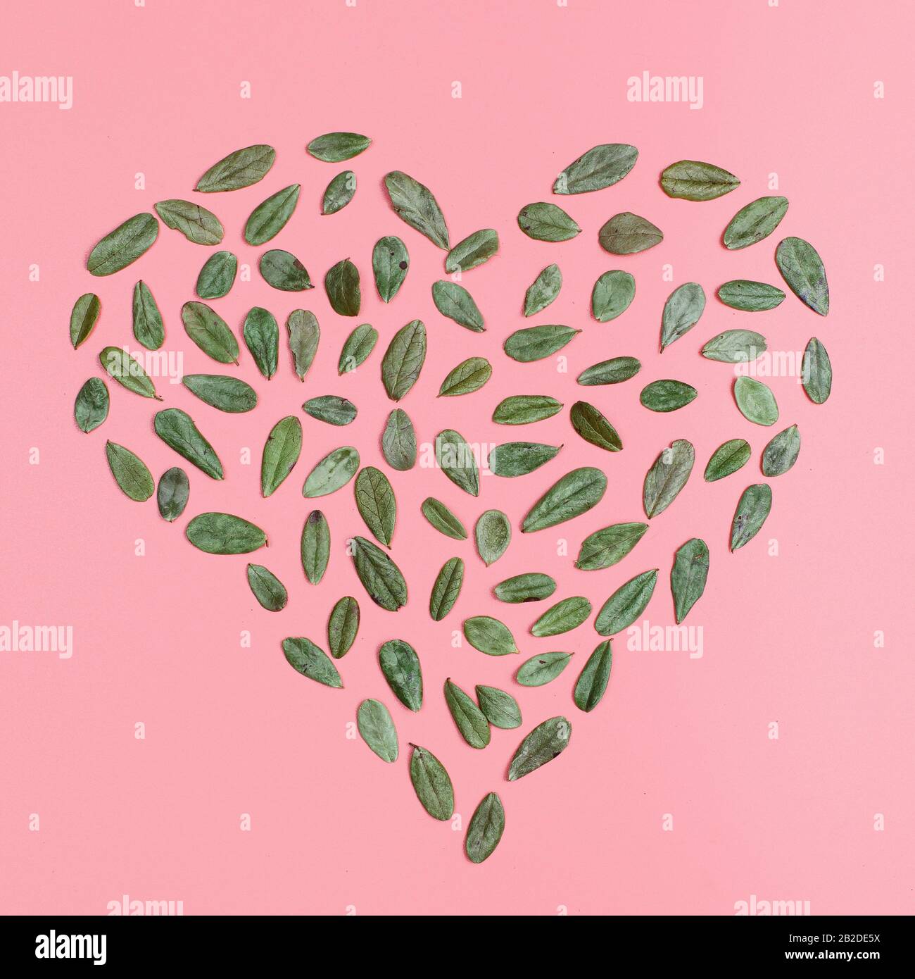 Die Lingonberry hinterlässt ein Herzformmuster, das auf dem rosafarbenen Hintergrund isoliert ist, in der Oberansicht. Flacher Laienmockup mit Blumenmuster. Stockfoto