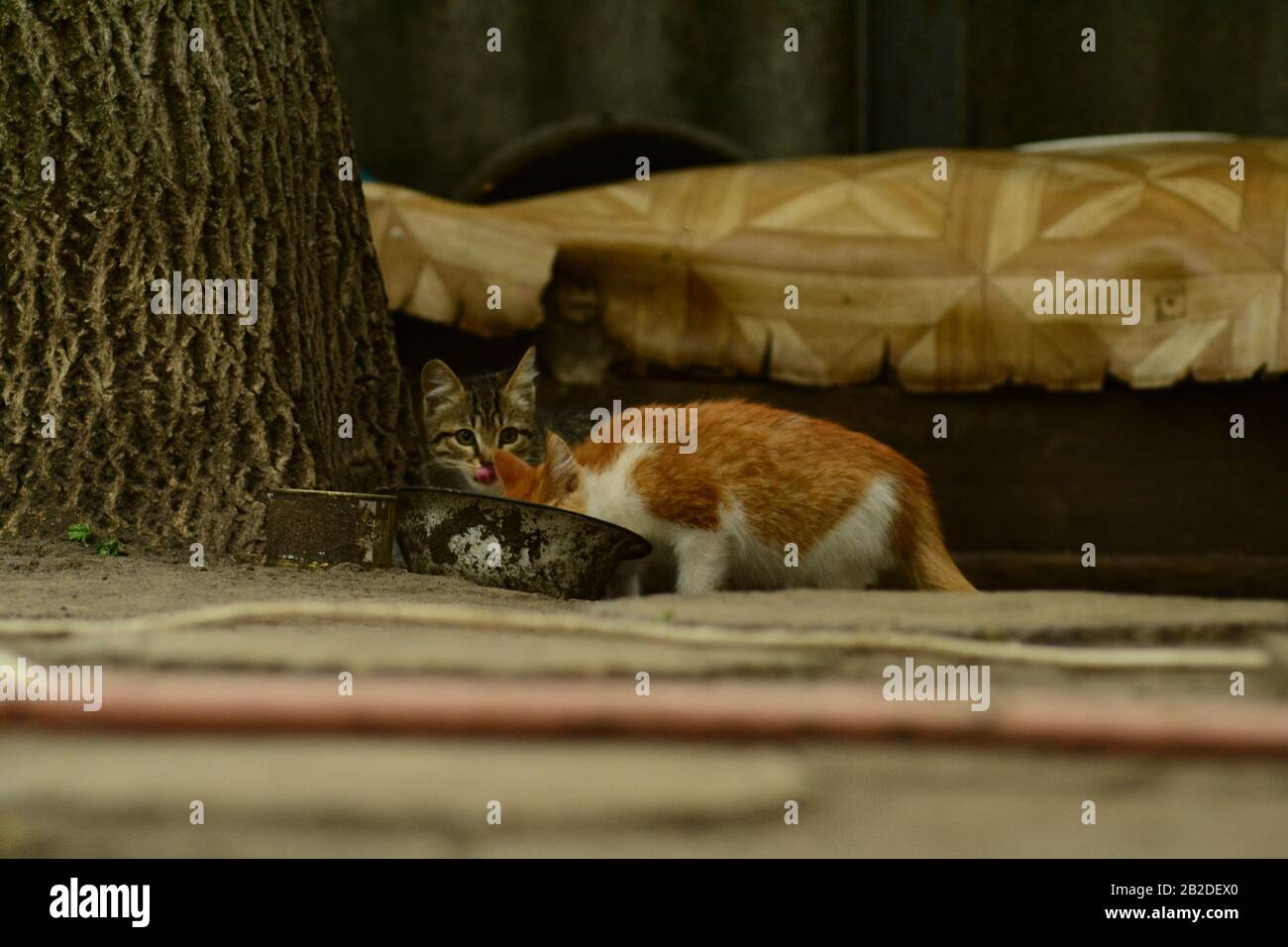 Zwei kleine Katzen essen aus einer Schüssel. Stockfoto