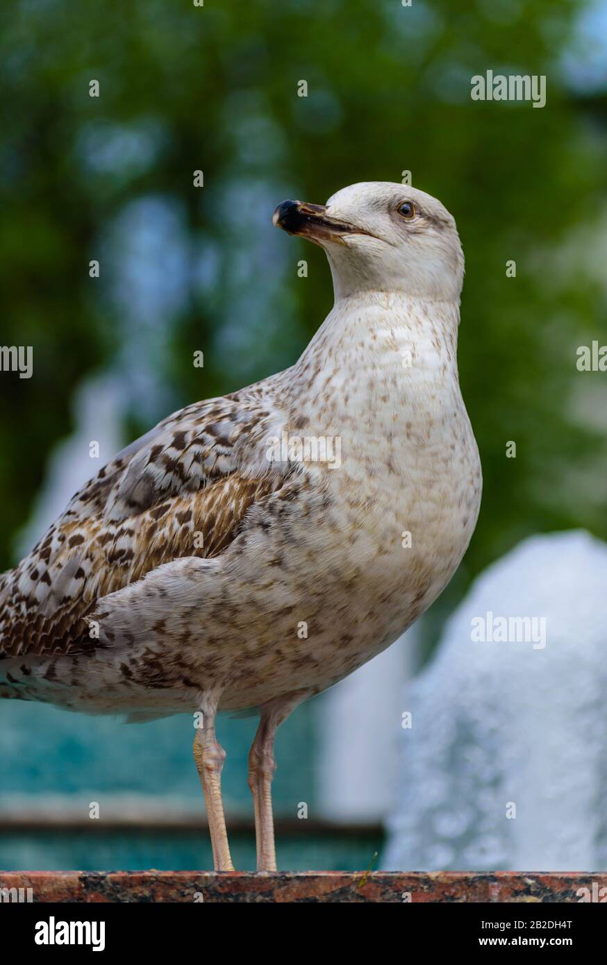 Eine Möwe, die von einem Wasserbrunnen trinkt Stockfoto