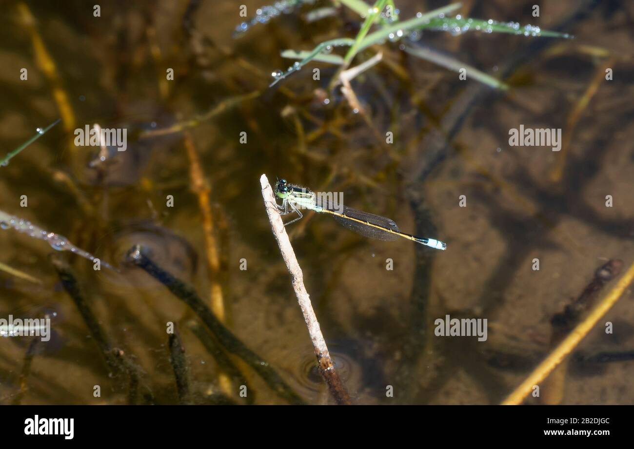 Damsellow (Ischnura ramburii) der weiblichen Rambur Thront auf einer Twig Über einem Teich mit Grüner Vegetation im Hintergrund in Jalisco, Mexiko Stockfoto