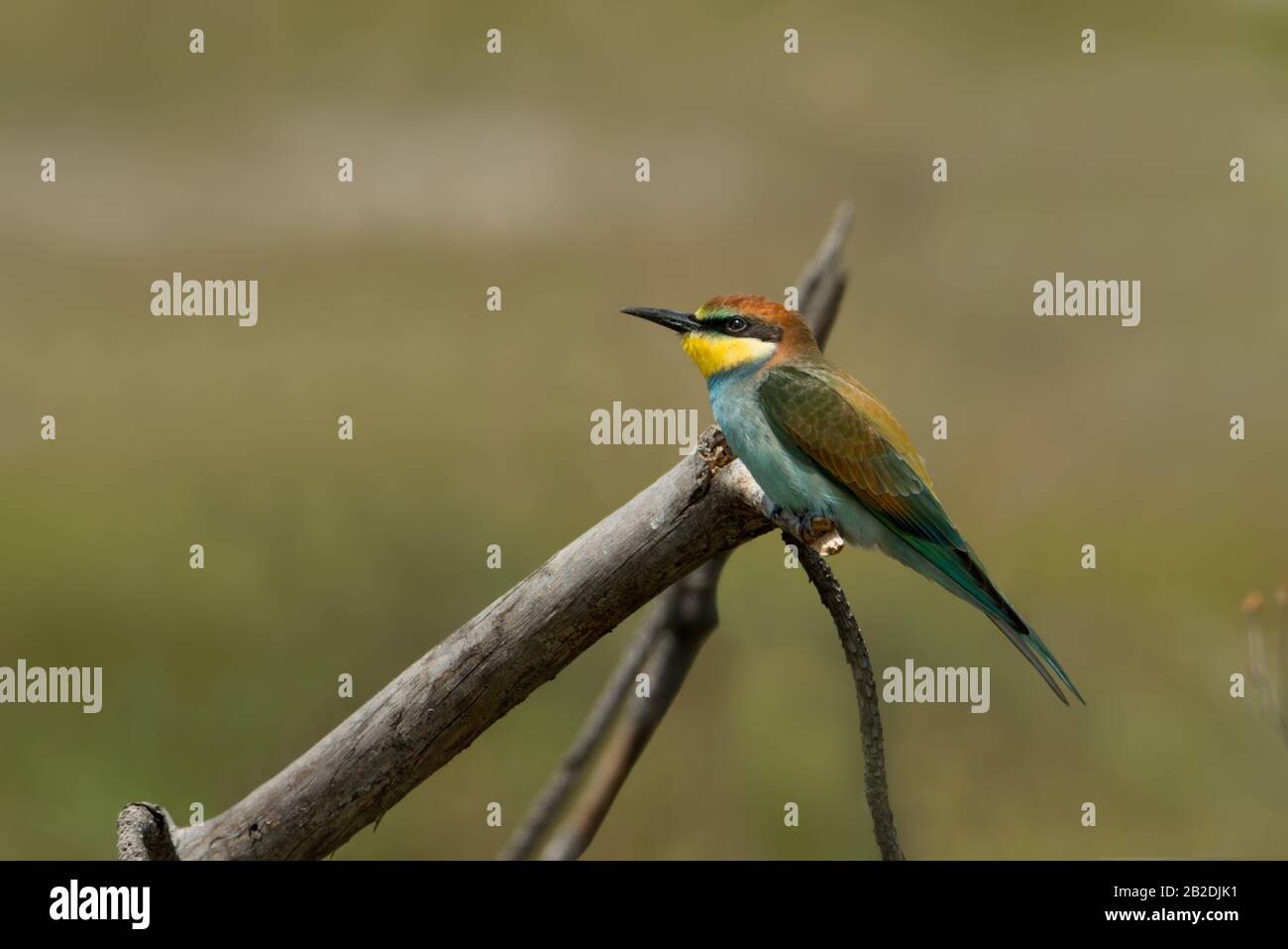 Charmante bunte vögel -Fotos und -Bildmaterial in hoher Auflösung – Alamy