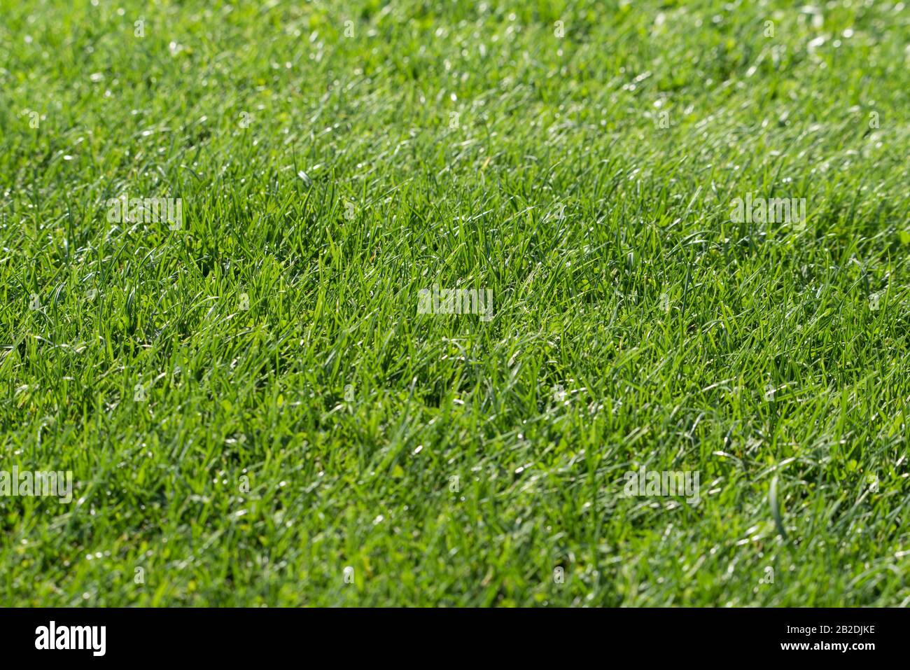 Hohe Auflösung natürliche Green Grass Hintergrundtextur, Kopierraum, Draufsicht. Design Konzept Textur. Konzentrieren Sie sich auf die Mitte. Stockfoto