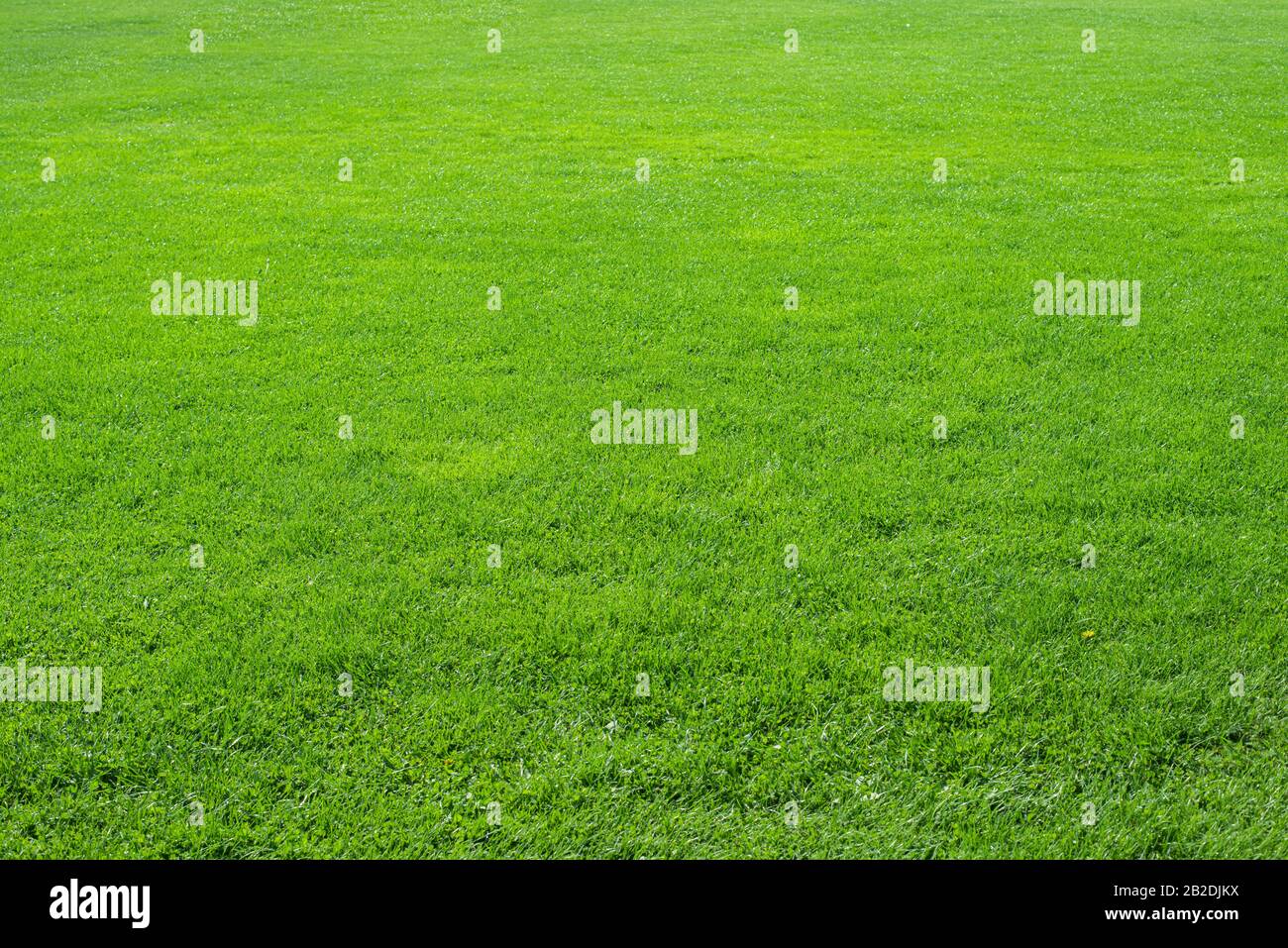 Textur Hintergrund von frischen, natürlichen frischen grünen Gras in Perspektive. Design Konzept von grünem Gras. Stockfoto