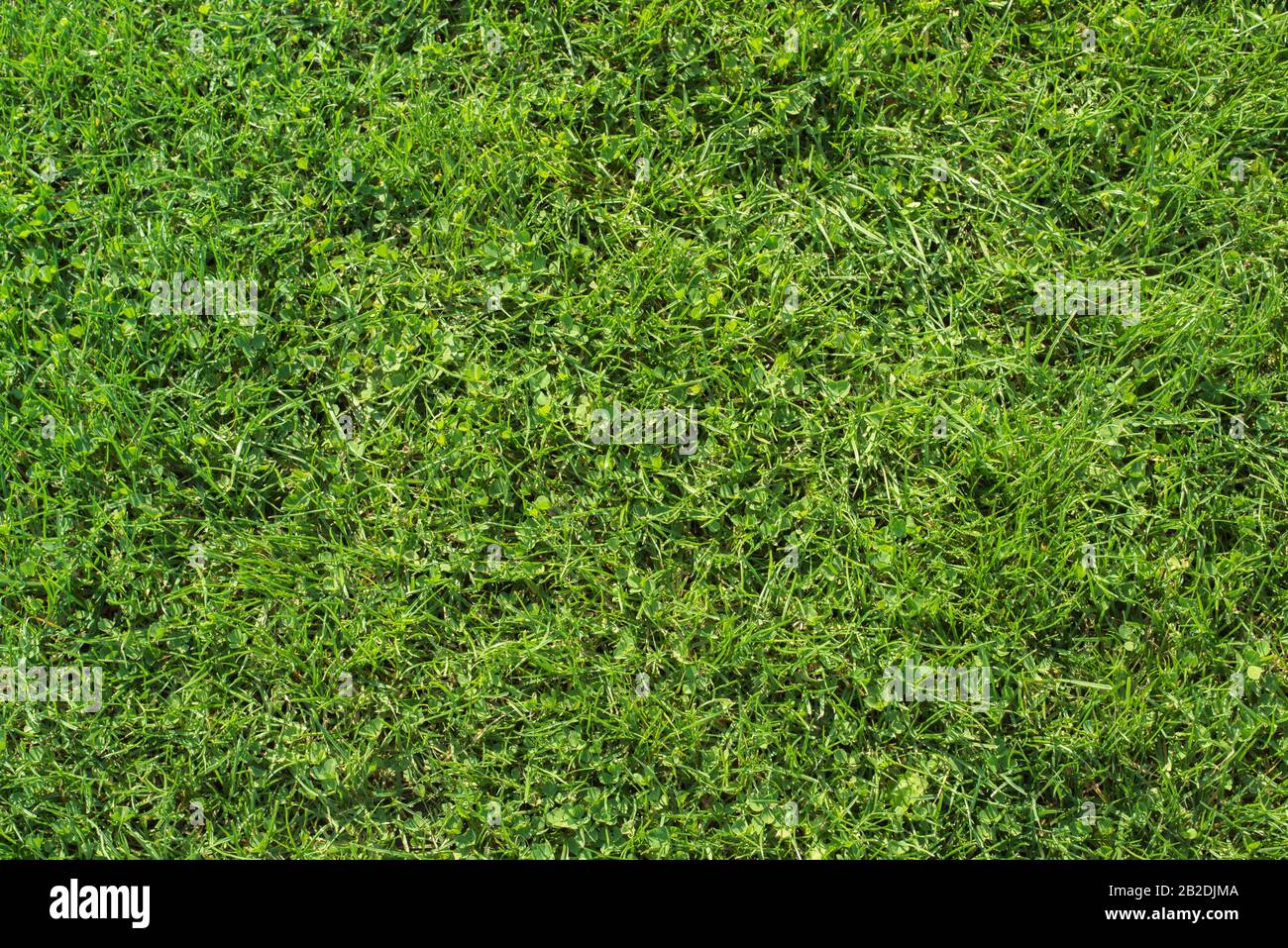 Textur Hintergrund von frischen, natürlichen grünen Gras, kopieren Raum, Draufsicht, Design Konzept Material. Stockfoto
