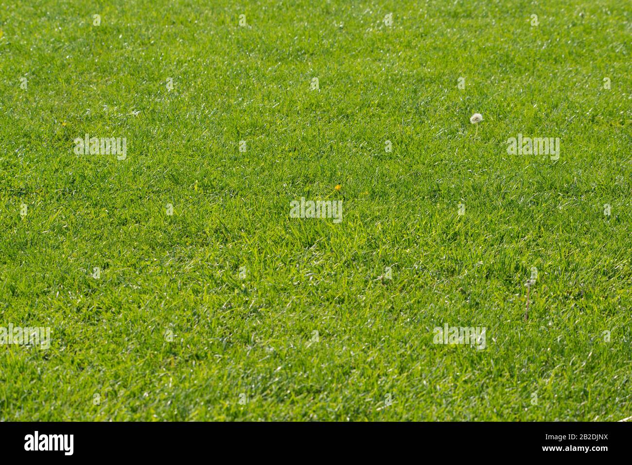 Grün frisches Gras Textur Hintergrund Stockfoto