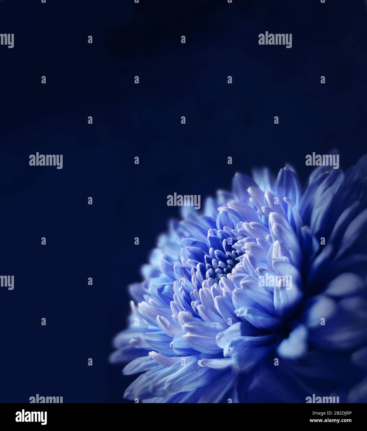 Helle frische Gartenblume auf blauer Oberfläche Stockfoto