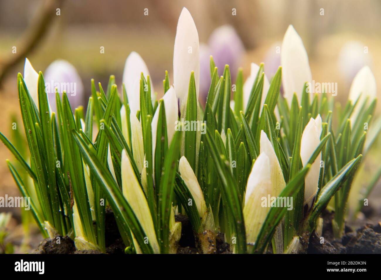 Eine Gruppe junger weißer Krokusse sprießt auf einem Blumenbeet. Crocus, plural Crocuses oder croci ist eine Gattung von blühenden Pflanzen in der Familie der Iris. Ein einzelnes c Stockfoto