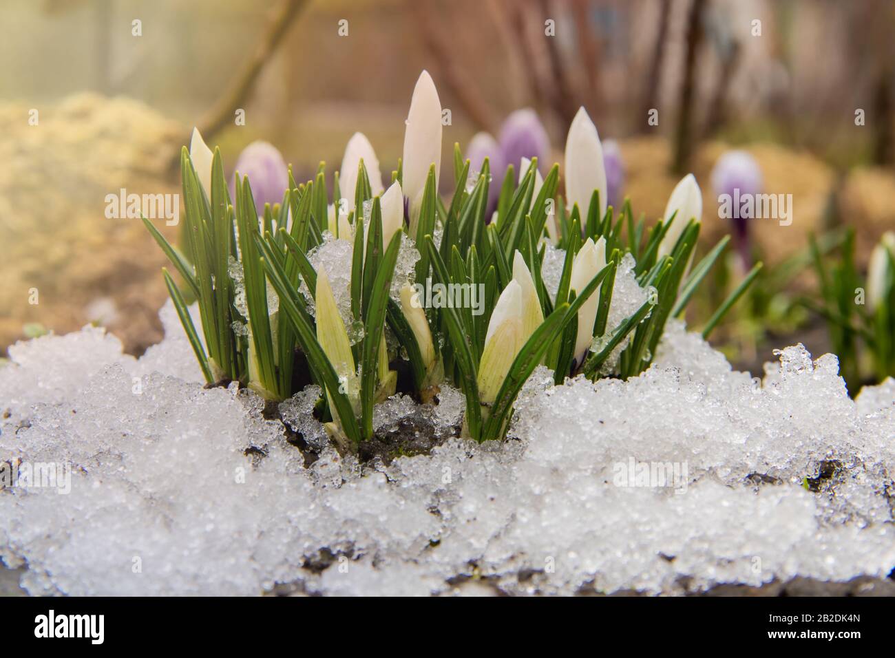 Eine Gruppe weißer Krokusse sprießt im Frühfrühlingsblütenbett im Hintergrund aus dem Schnee Stockfoto