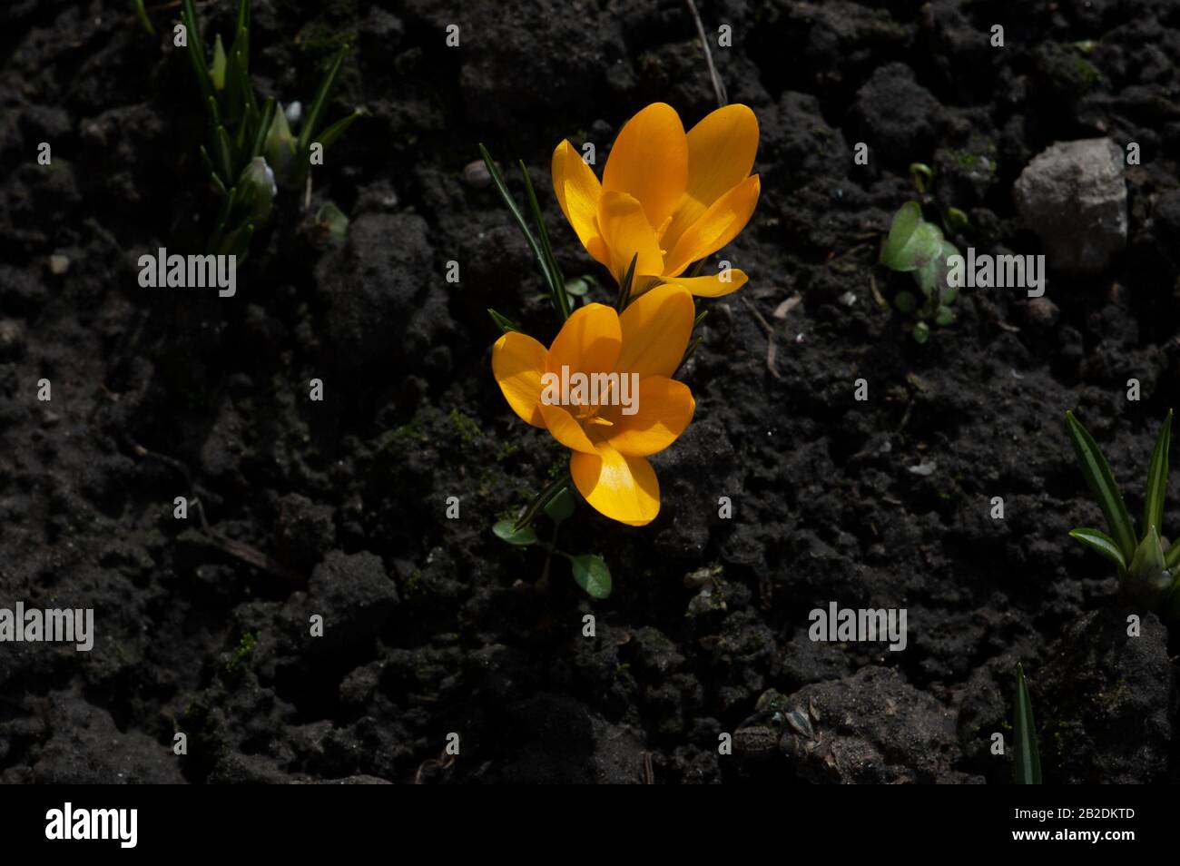 Holländisches gelbes Krokuscloseup. Primrosen blühen Krokus. Crocus vor