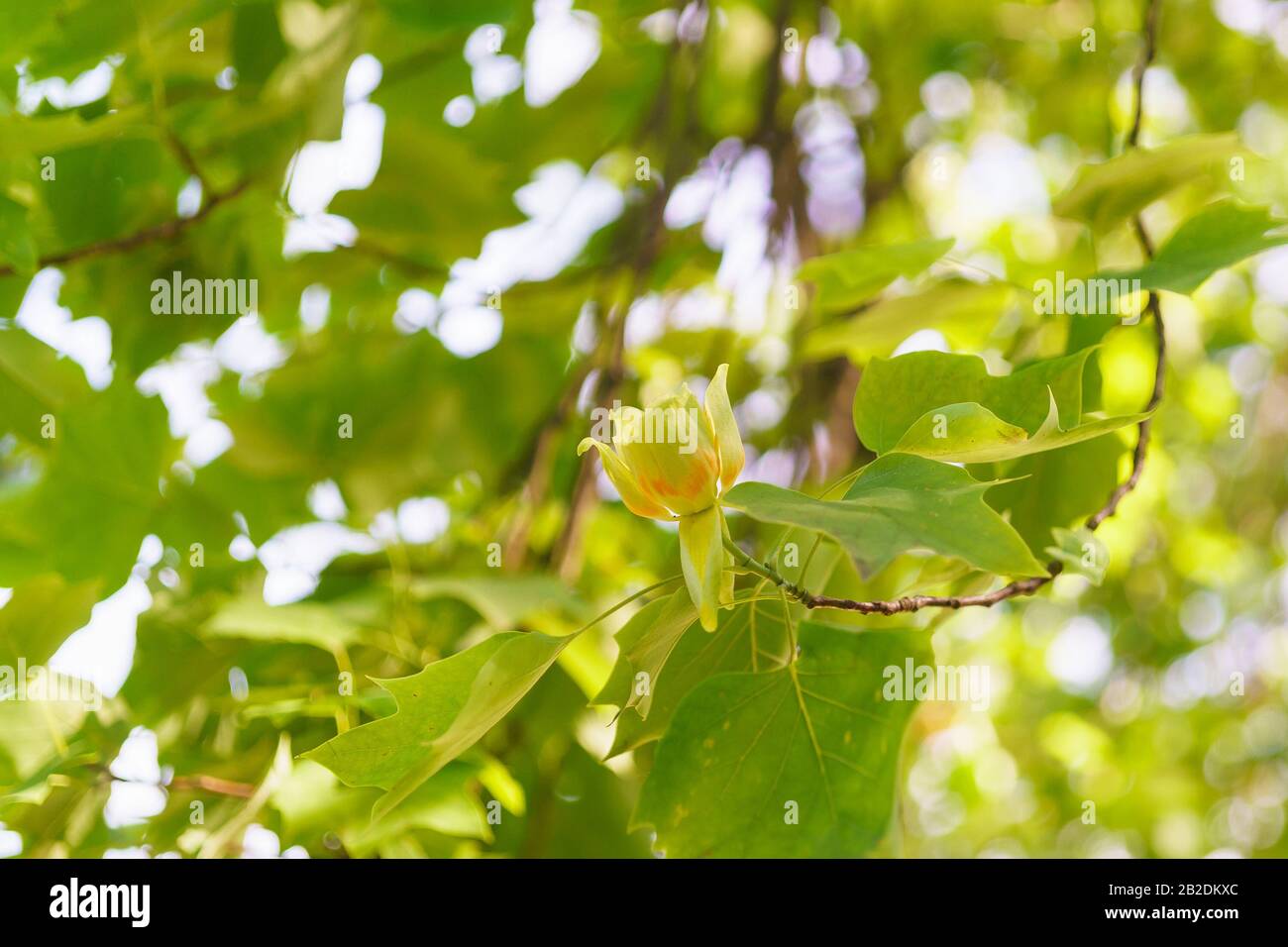 Goldene Blume des Liriodendrons oder Tulpenbaums (lat. Liriodendron) der Familie Magnolia (lat. Magnoliaceae) Stockfoto
