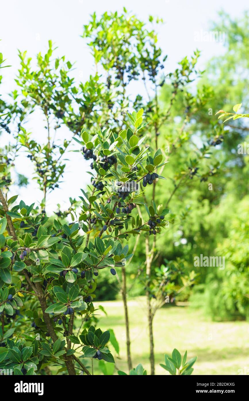 Osmanthus blättrig (lat. Osmanthus heterophyllus (G. Don) P. S. Green), der Familie Olive (lat. Oleaceae) mit Früchten Stockfoto