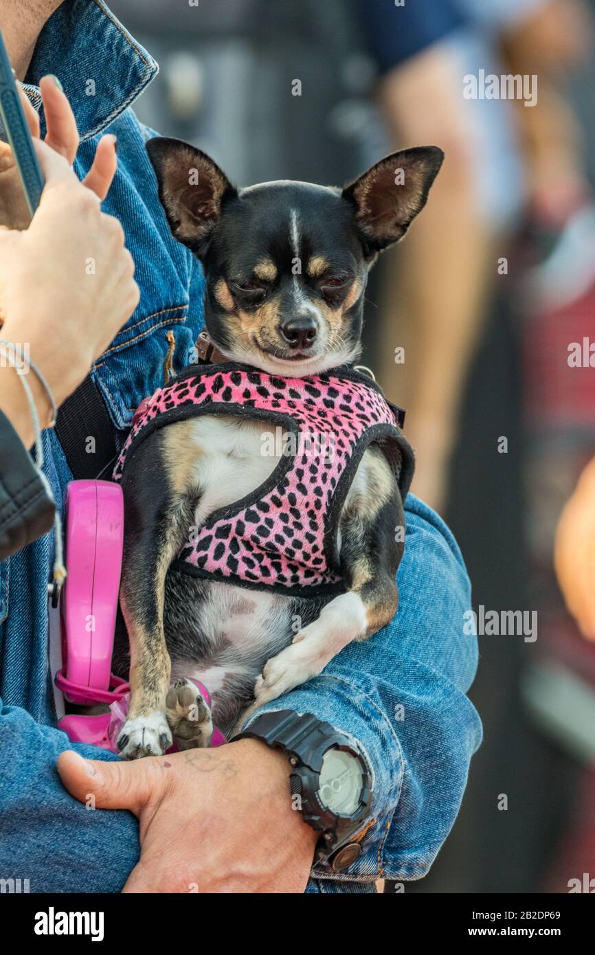 Santa CRUZ DE TENA, SPANIEN - 25. FEBRUAR 2020: Rund um die Coso Parade - entlang der Avenida de Anaga, offizielles Ende des Karnevals. Fantastischer warmer Abend Stockfoto