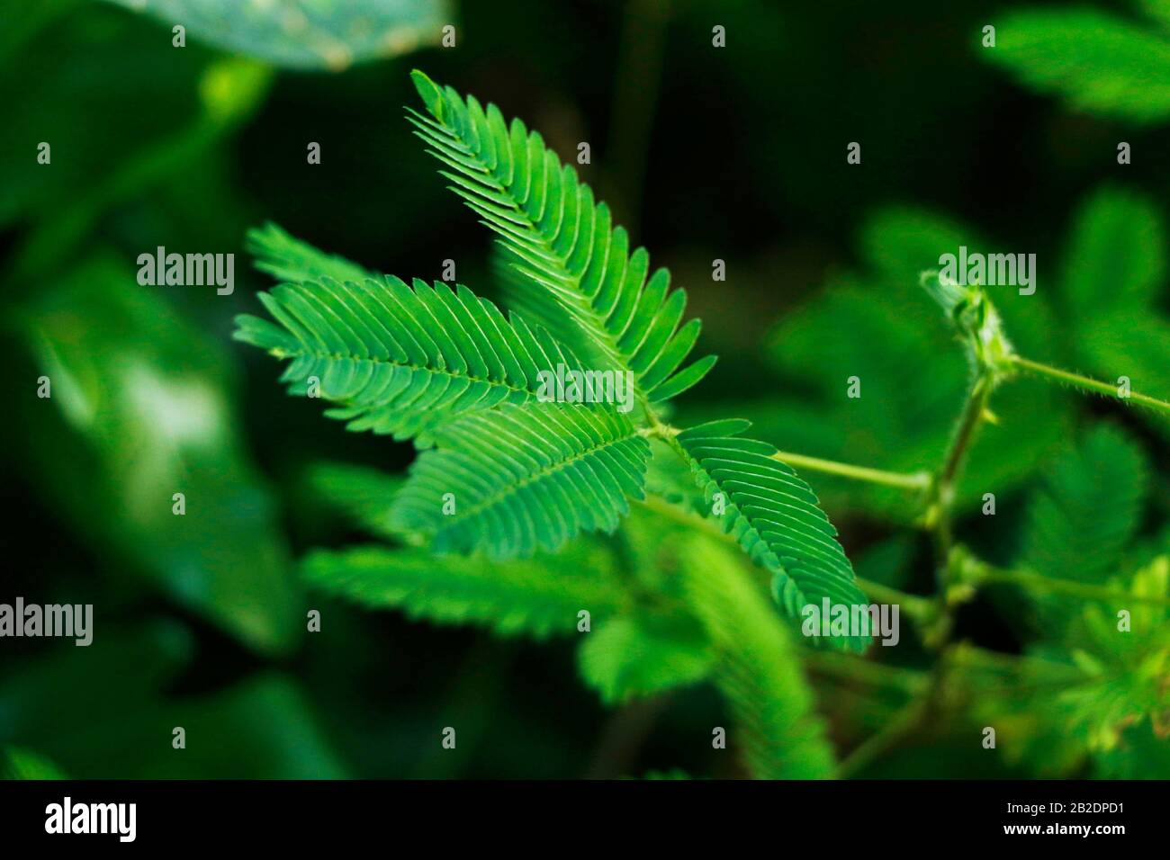 Touch Me Not Plant bezeichnet diese Besonderheit ebenfalls. Shameplant ist ein weiterer gebräuchlicher Name, der zur Familie Mimosaceae gehört und seinen wissenschaftlichen Namen i Stockfoto