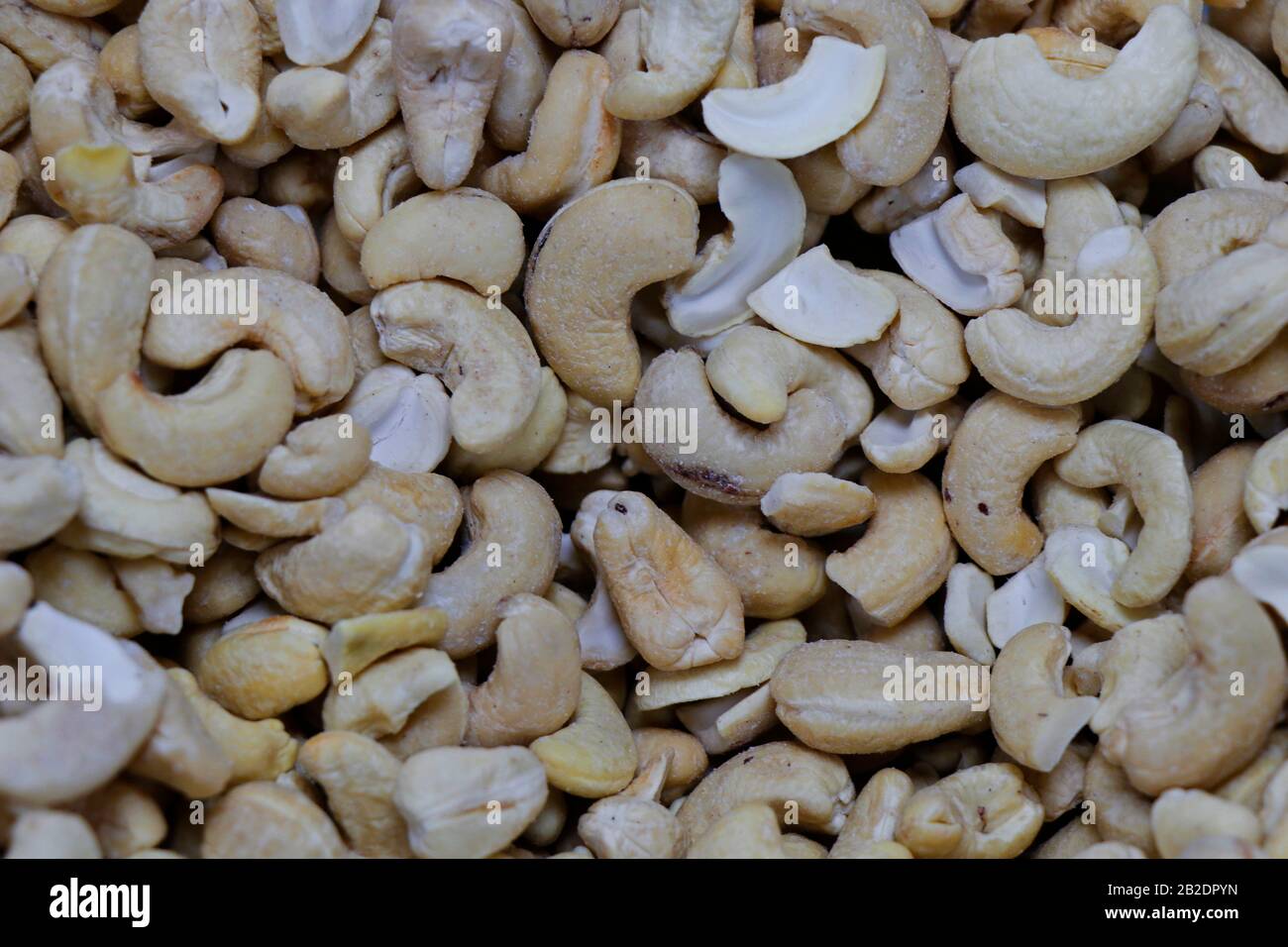 Der Cashew-Baum ist ein tropischer immergrüner Baum, der den Cashew-Samen und den Cashew-Apfel produziert Stockfoto