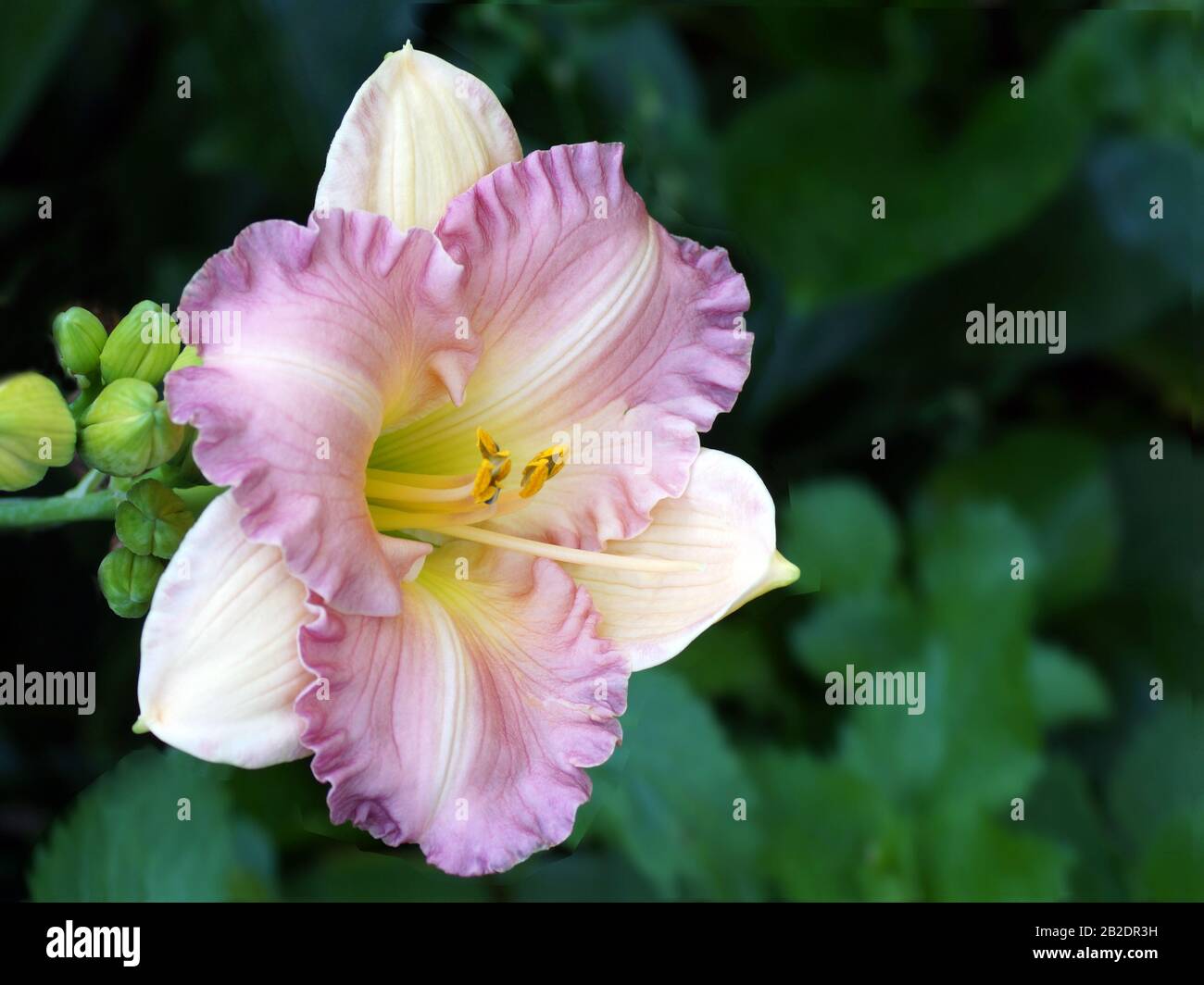 Rosa Blumen Hemerocallis. Im Sommer blühen Taglilien. Daylilienblütennah. Stockfoto
