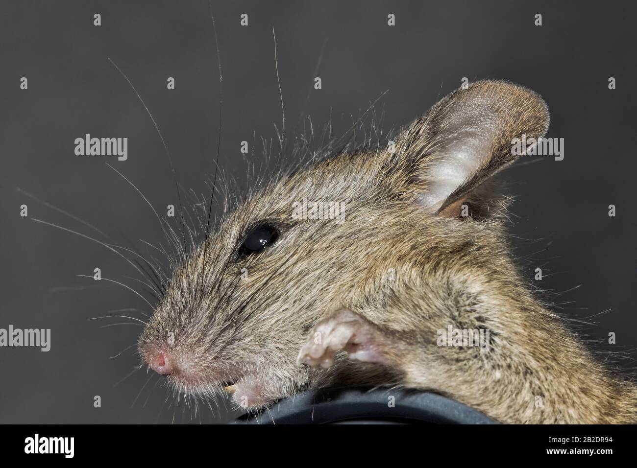 Porträt einer Hausmaus Stockfoto