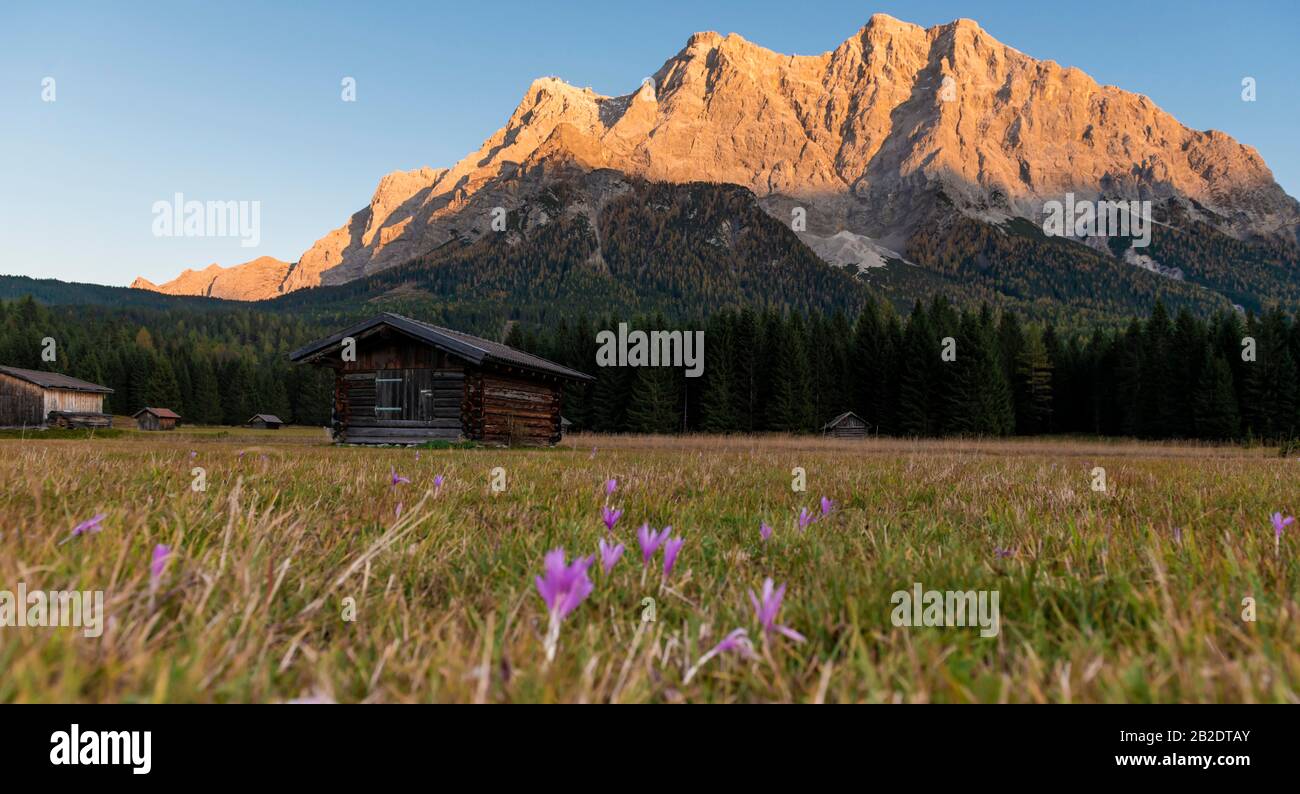 Wiese mit Herbstzeitlosen Bäumen, Sonnenuntergang auf der Zugspitze, Wetterstein Range, Werdenfelser Land, Oberbayern, Bayern, Deutschland Stockfoto