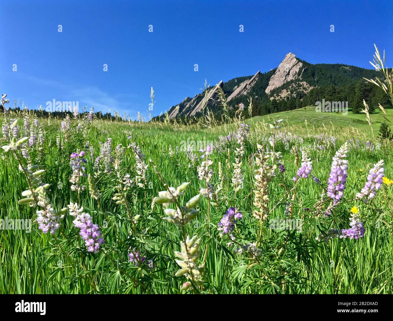 Flatirons Stockfoto