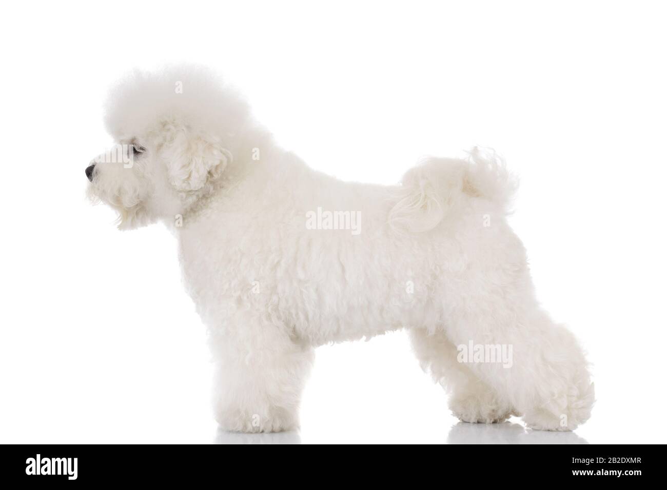 Seitenansicht eines Bichon-Rüschen-Hundes stehend und auf weißem Hintergrund von der Kamera wegblickend Stockfoto