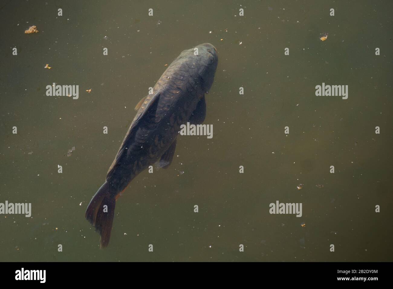 Die im Wasser verbreiteten Karpfen oder europäischen Karpfen in Madrid Stockfoto