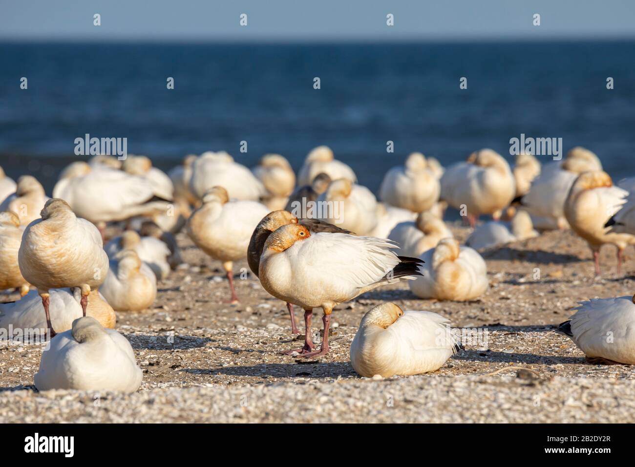 Seevogelkolonie von Gannet und Möwen Stockfoto