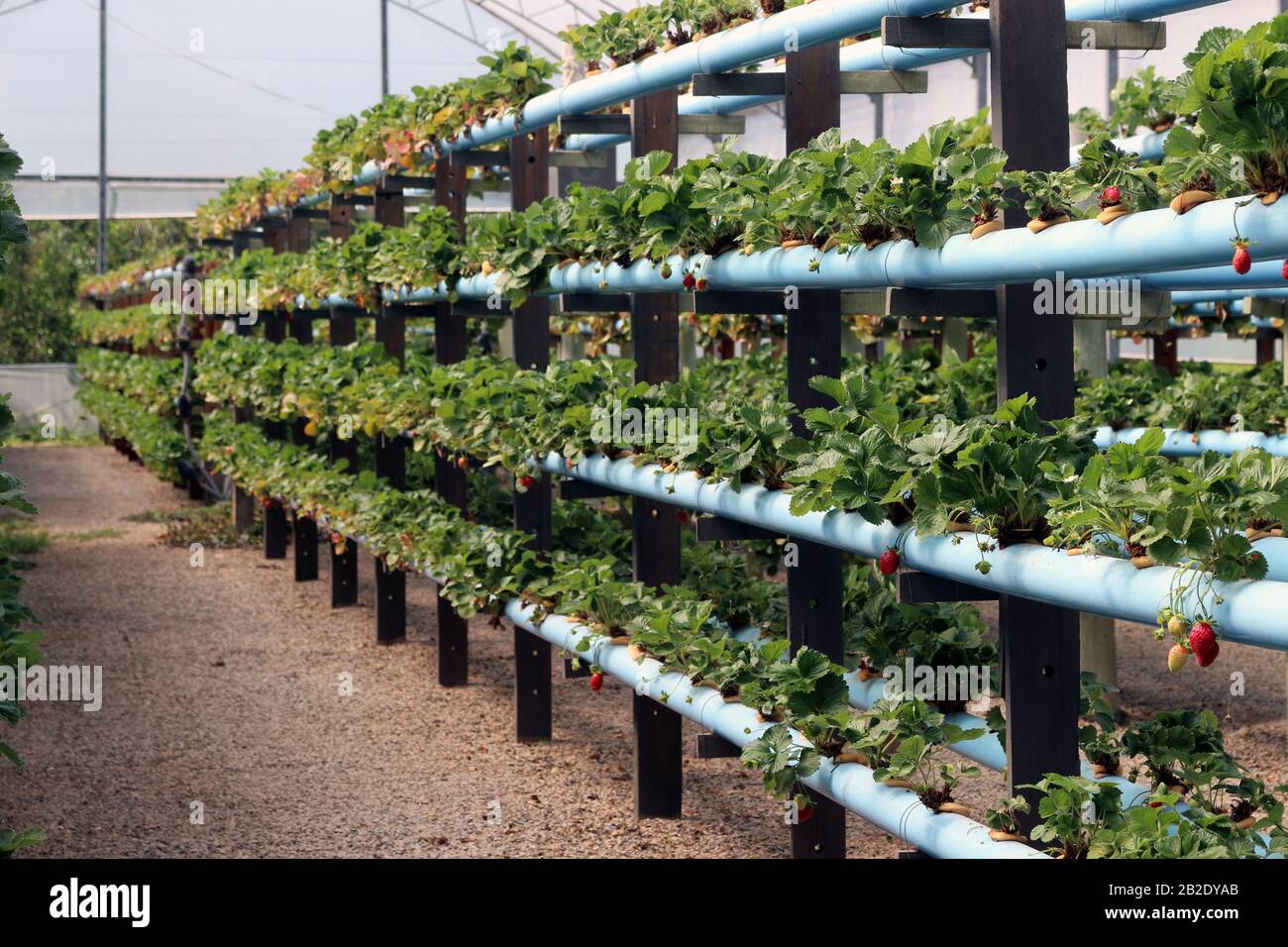 Neue Arten Der Kultivierung Stockfotos und bilder Kaufen Alamy