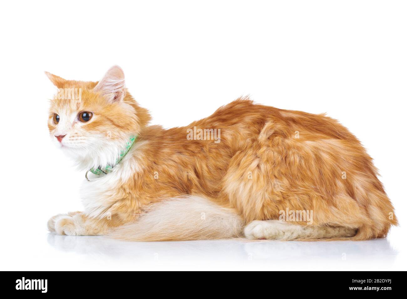 Seitenansicht einer orangefarbenen Katze auf weißem Hintergrund Stockfoto