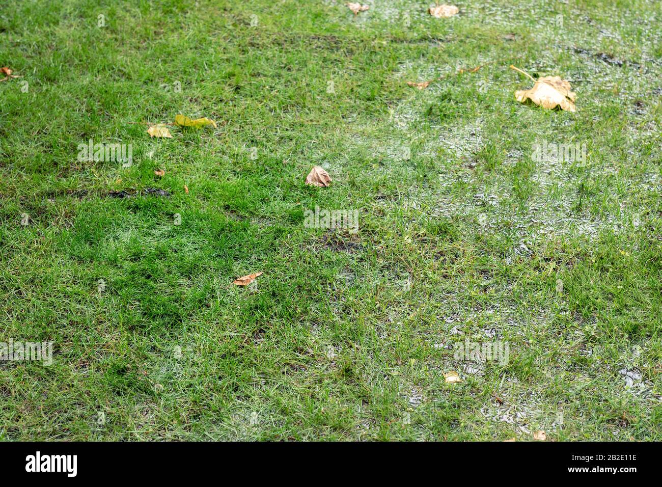 Nahaufnahme Grünrasenrasen mit Wasser aufgrund von Schneeschmelztauen und hohem Quellwasser. Die Naturkatastrophe überschwemmte die Landwirtschaft Stockfoto