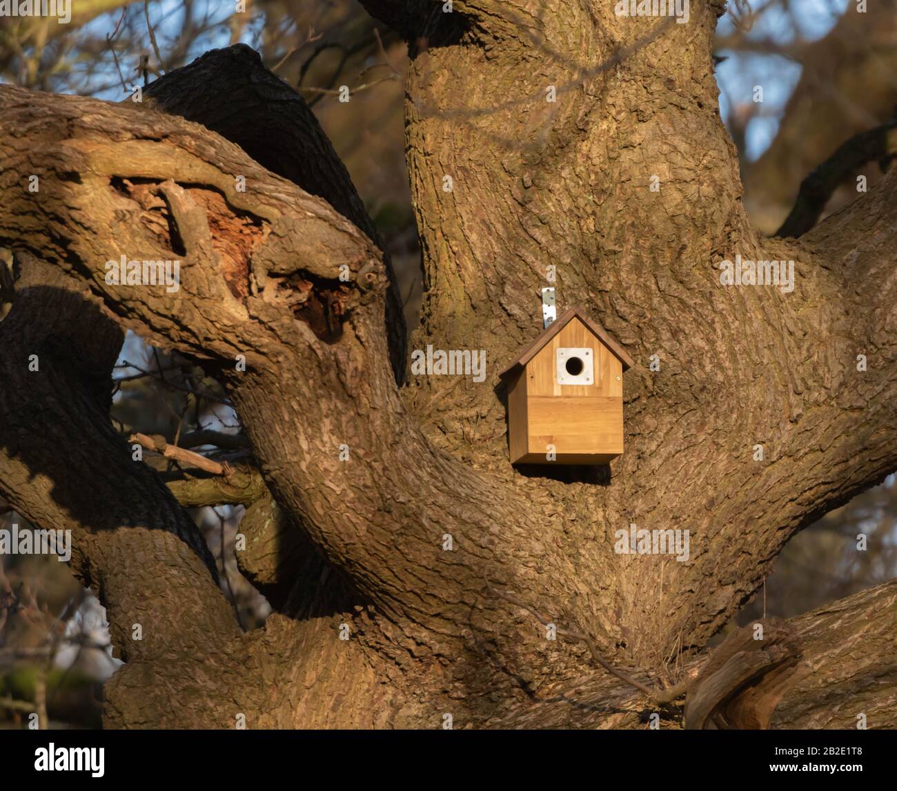 Ein Vogel-Nistkasten in einer alten Eiche. Stockfoto