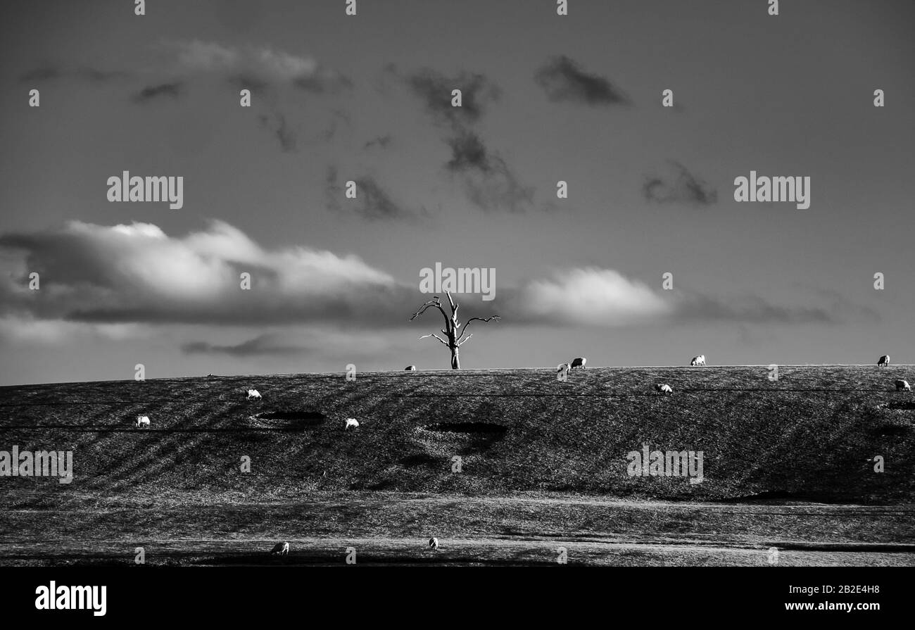 Toter Tree auf Barn Hill, Chesterton, Warwickshire, Großbritannien Stockfoto