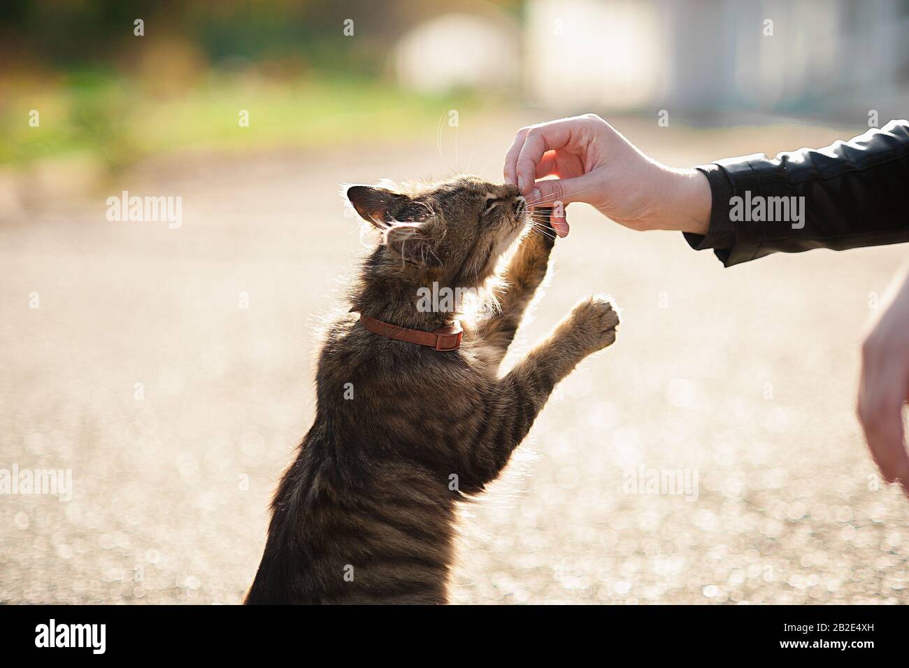 Mehrfarbige Katze mit Kragen und großem Schnurrbart steht auf den Hinterbeinen und schnüffelt die Hand des Mädchens Stockfoto