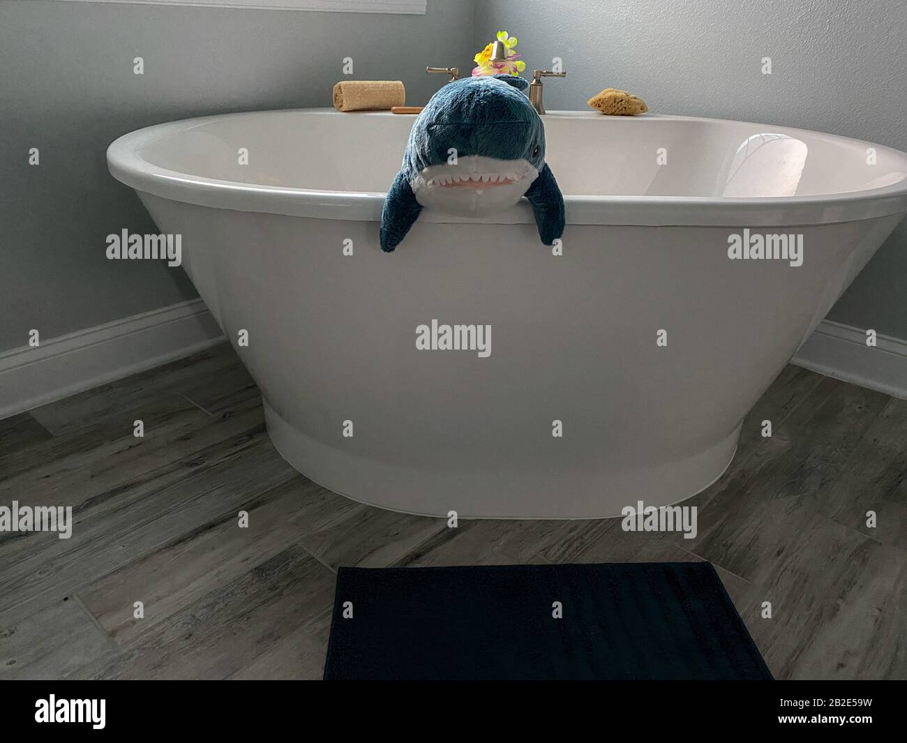 Ein flauschiger grauer Hai, der an der Seite einer weißen Badewanne hängt und wild aussieht. Stockfoto