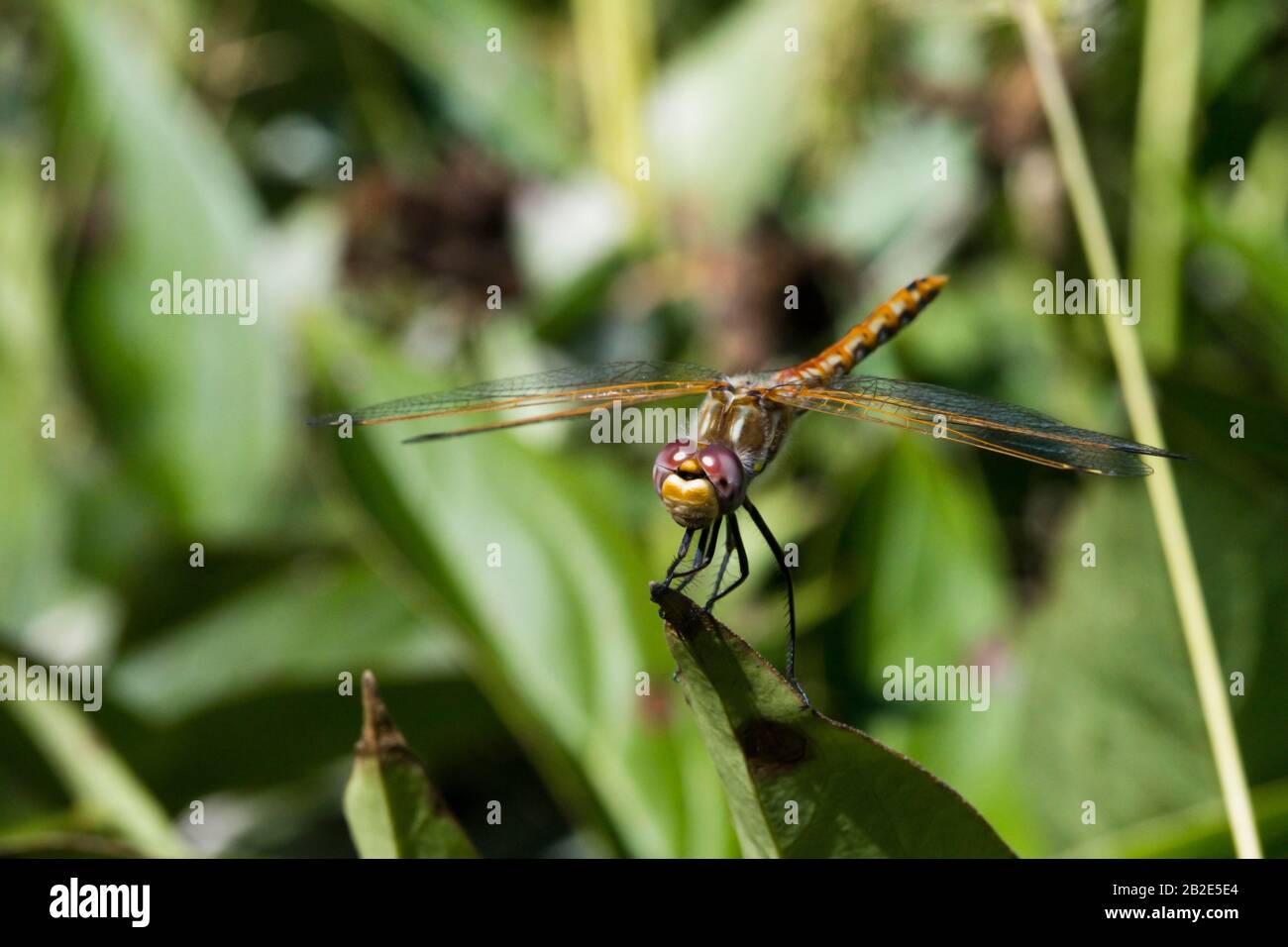 Umherziehende Dragonfliege Aus Nächster Nähe Stockfoto