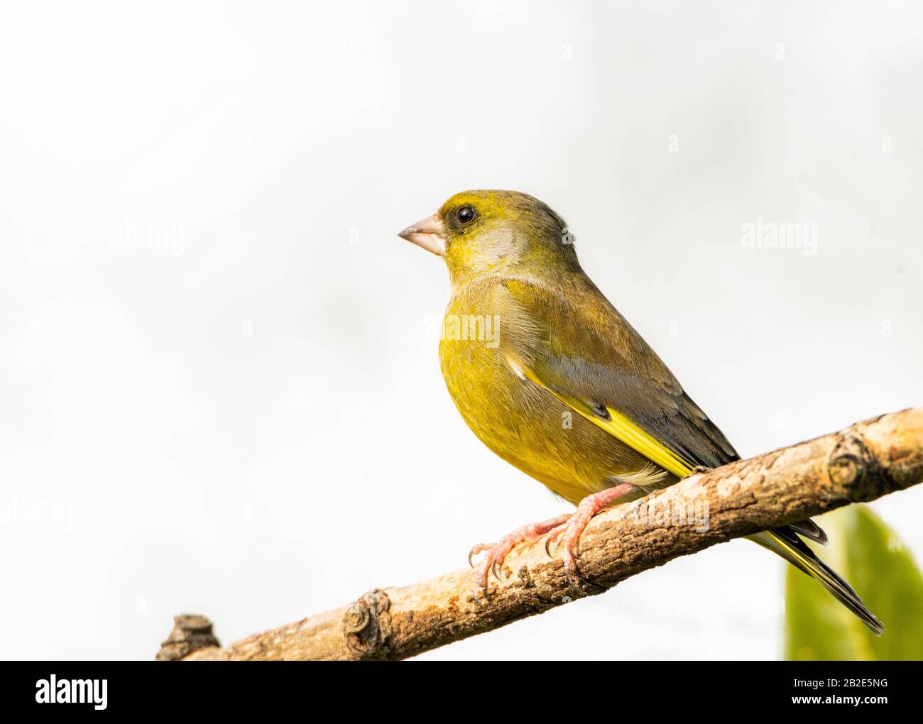 Greenfinch, Chloris Chloris, zog auf einer Filiale in einem UK Garden Winter 2019 Stockfoto