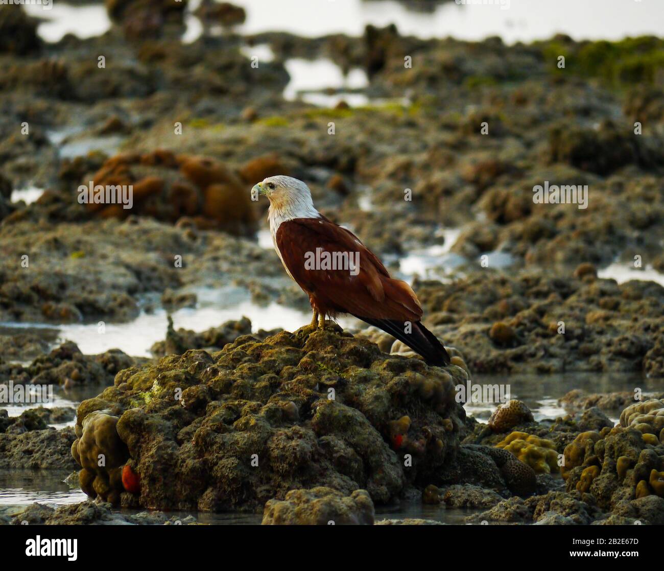 Der brahminige Drachen (Haliastur Indus) sitzt auf einer Koralle, die bei der Flut auf Koh Ngai trocken fiel Stockfoto