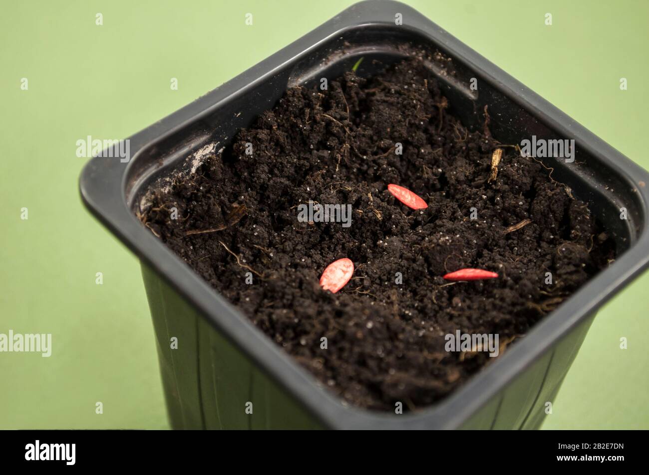 Aussaat von behandeltem Gurkensaat in einem Einwegbehälter Stockfoto